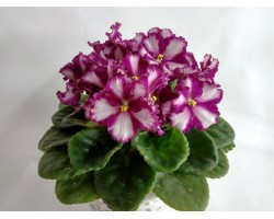 Ultra violet saturn 133 Химера