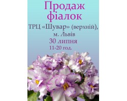 Продаж фіалок у Львові 30 липня 2023р