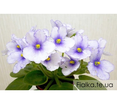 Н-Дитя Элоиз 424
