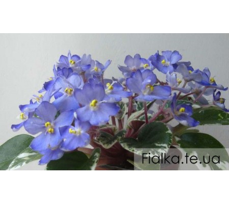Shirl's Blue Eyes 389