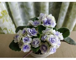 Optimara Little Moonstone 463