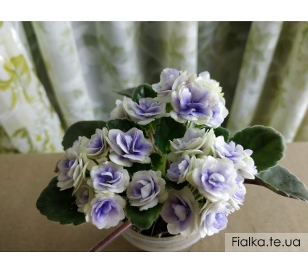 Optimara Little Moonstone 463
