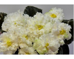 ЛЕ-Ванильное Парфе 455