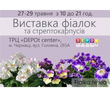 Выставка фиалок в Черновцах 13-15 мая 2016