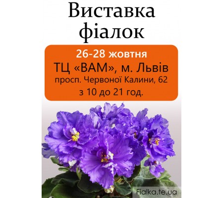 Выставка фиалок во Львове 26-28 октября 2018 Выставка фиалок во Львове 26-28 октября 2018