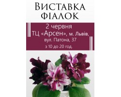 Выставка фиалок во Львове 2 июня 2019