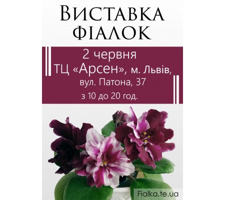 Выставка фиалок во Львове 2 июня 2019 Выставка фиалок во Львове 2 июня 2019