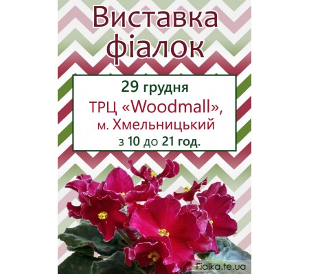 Выставка фиалок в Хмельницком 29 декабря