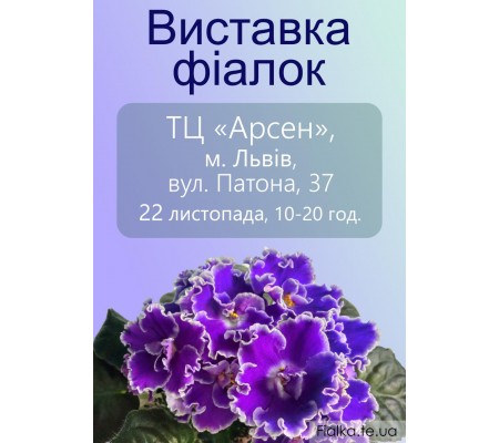 Выставка фиалок во Львове 22 ноября