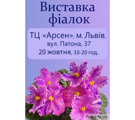 Выставка фиалок во Львове 20 октября