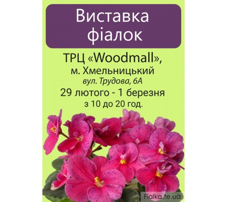 Выставка фиалок в Хмельницком 29 февраля - 1 марта