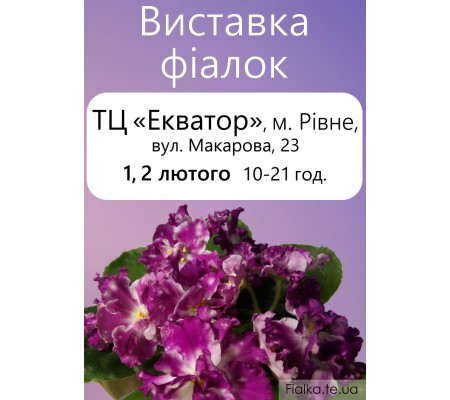 Выставка фиалок в Ровно 1, 2 февраля
