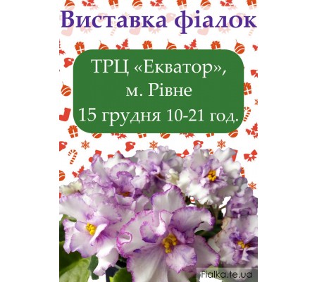 Выставка фиалок в Ровно 15 декабря