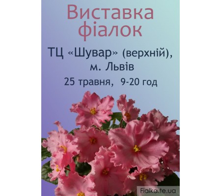 Виставка фіалок во Львове 25 мая 2021р.