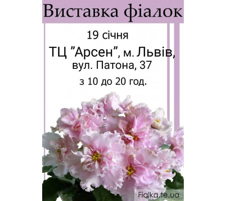 Выставка фиалок во Львове 19 января
