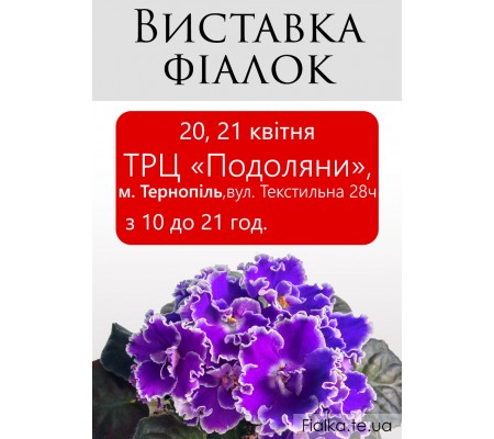 Выставка фиалок в Тернополе 20, 21 апреля Выставка фиалок в Тернополе 20, 21 апреля