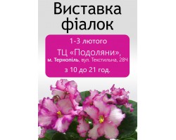 Выставка фиалок в Тернополе 1-3 февраля 2019р.