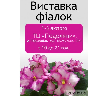 Выставка фиалок в Тернополе 1-3 февраля 2019р.
