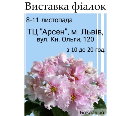 Выставка фиалок во Львове 8-11 ноября Выставка фиалок во Львове 8-11 ноября