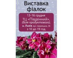 Выставка фиалок во Львове 13-16 декабря