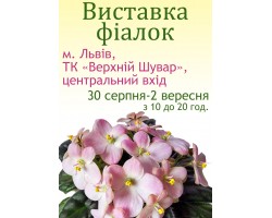 Выставка фиалок во Львове 30 августа-2 сентября 2018 г.