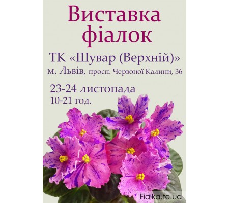 Выставка фиалок во Львове 23-24 ноября