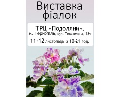 Выставка фиалок в Тернополе 10-12 ноября 2017