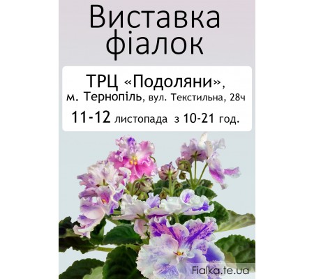 Выставка фиалок в Тернополе 10-12 ноября 2017 Выставка фиалок в Тернополе 10-12 ноября 2017