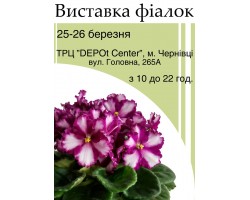 Выставка фиалок в Черновцах 25-26 марта 2017