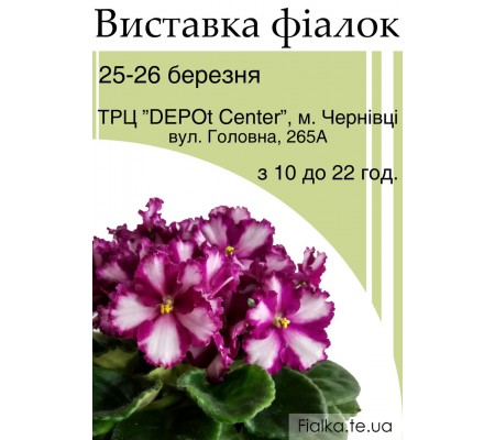 Выставка фиалок в Черновцах 25-26 марта 2017 Выставка фиалок в Черновцах 25-26 марта 2017