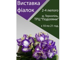 Выставка фиалок в Тернополе 2, 3, 4 февраля 2018 года