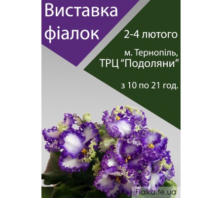Выставка фиалок в Тернополе 2, 3, 4 февраля 2018 года Выставка фиалок в Тернополе 2, 3, 4 февраля 2018 года