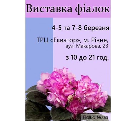 Выставка фиалок в Ровно 4-5 и 7-8 марта 2017 г. Выставка фиалок в Ровно 4-5 и 7-8 марта 2017 г.