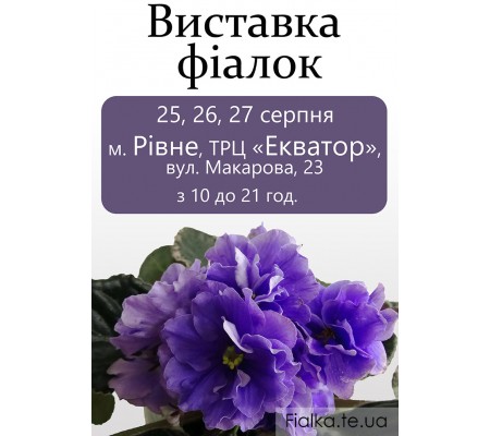 Выставка фиалок ко дню города Ровно 25-27 августа 2017 Выставка фиалок ко дню города Ровно 25-27 августа 2017