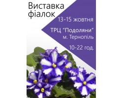 Выставка фиалок в Тернополе 13-15 октября 2017