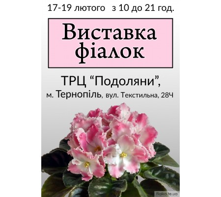 Выставка фиалок в Тернополе 17-19 февраля 2017