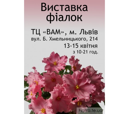 Выставка фиалок во Львове 13-15 апреля 2018 г.