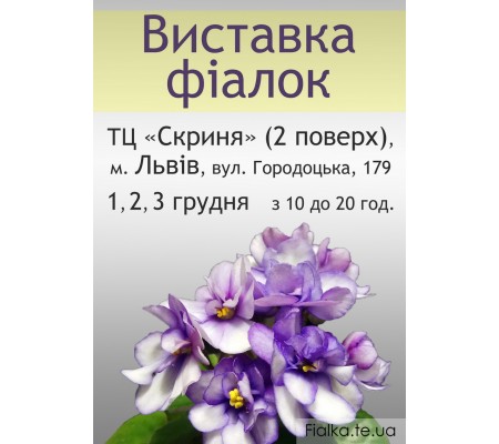 Выставка фиалок во Львове 1, 2, 3 Декабря 2017 Выставка фиалок во Львове 1, 2, 3 Декабря 2017