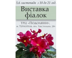 Выставка фиалок в Тернополе 5-6 ноября 2016