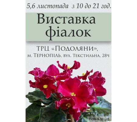 Выставка фиалок в Тернополе 5-6 ноября 2016 Выставка фиалок в Тернополе 5-6 ноября 2016
