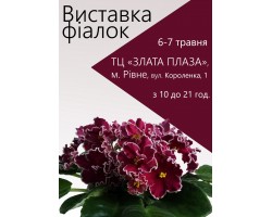 Выставка фиалок в Ровно 6-7 мая 2017