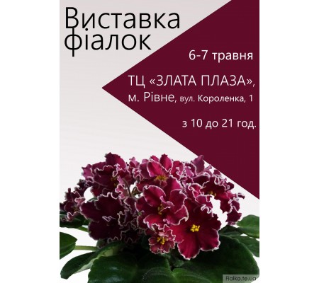 Выставка фиалок в Ровно 6-7 мая 2017 Выставка фиалок в Ровно 6-7 мая 2017