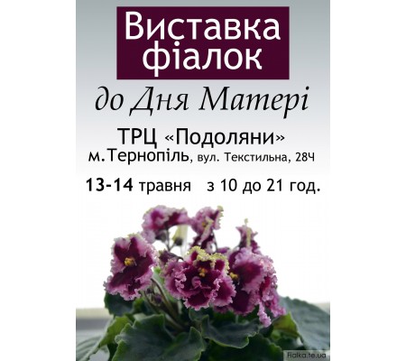 Выставка фиалок в Тернополе ко Дню Матери 13-14 мая 2017 Выставка фиалок в Тернополе ко Дню Матери 13-14 мая 2017
