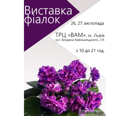 Выставка фиалок во Львове 26, 27 ноября 2016