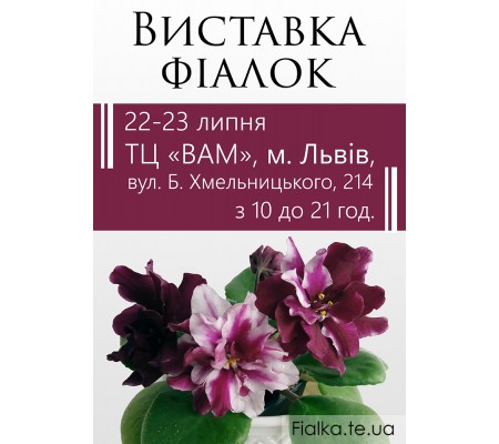 Выставка фиалок во Львове 22-23 июля 2017 Выставка фиалок во Львове 22-23 июля 2017