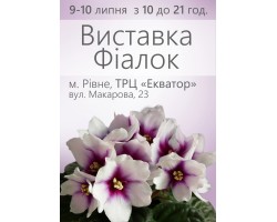 Выставка фиалок в Ровно 9-10 июля 2016
