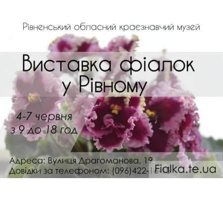 Виставка фіалок у Рівновму
