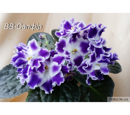 ВВ-Сапфір 2