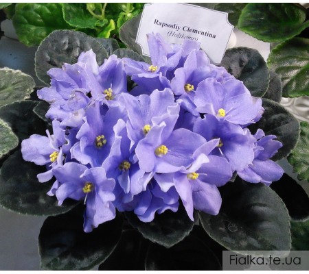 Rhapsodie Clementine 95